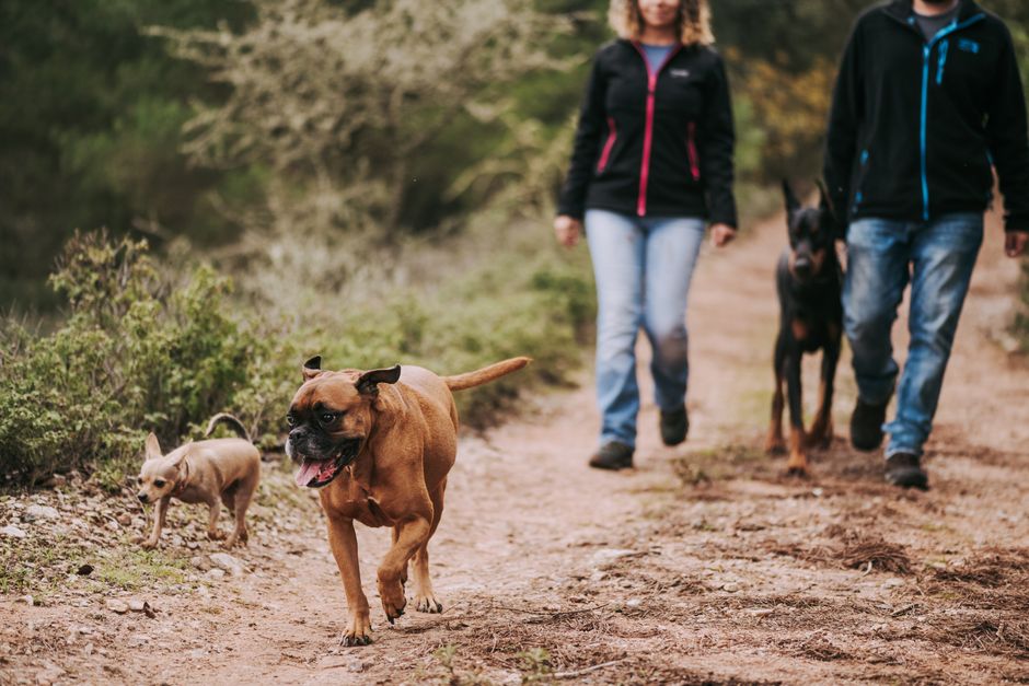 Übergewichtiger Hund geht gemütlich an der Leine spazieren