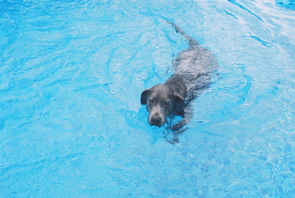 Hund schnüffelt im Gras nach versteckten Futterstücken
