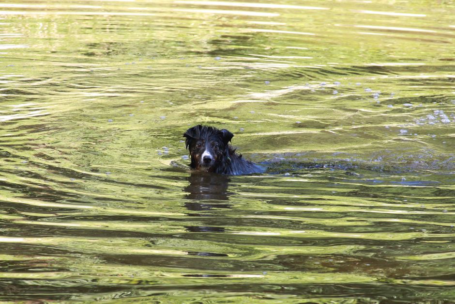 Hand hält winzige Trainingsleckerlis für einen Hund bereit