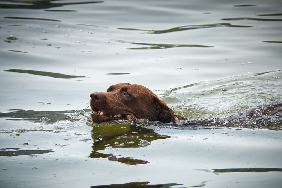 Trockenfutter wird in einem Napf mit Wasser eingeweicht