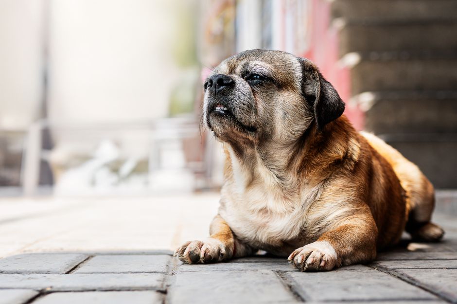 Hund nach OP mit Schutzkragen ruht sich aus