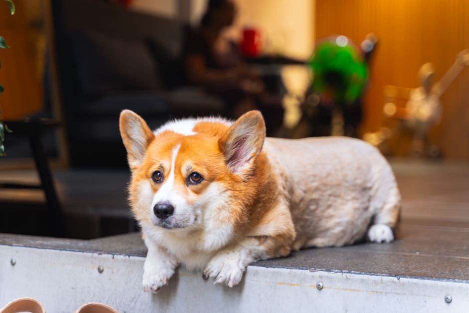 Hund wartet geduldig neben einem leeren Futternapf