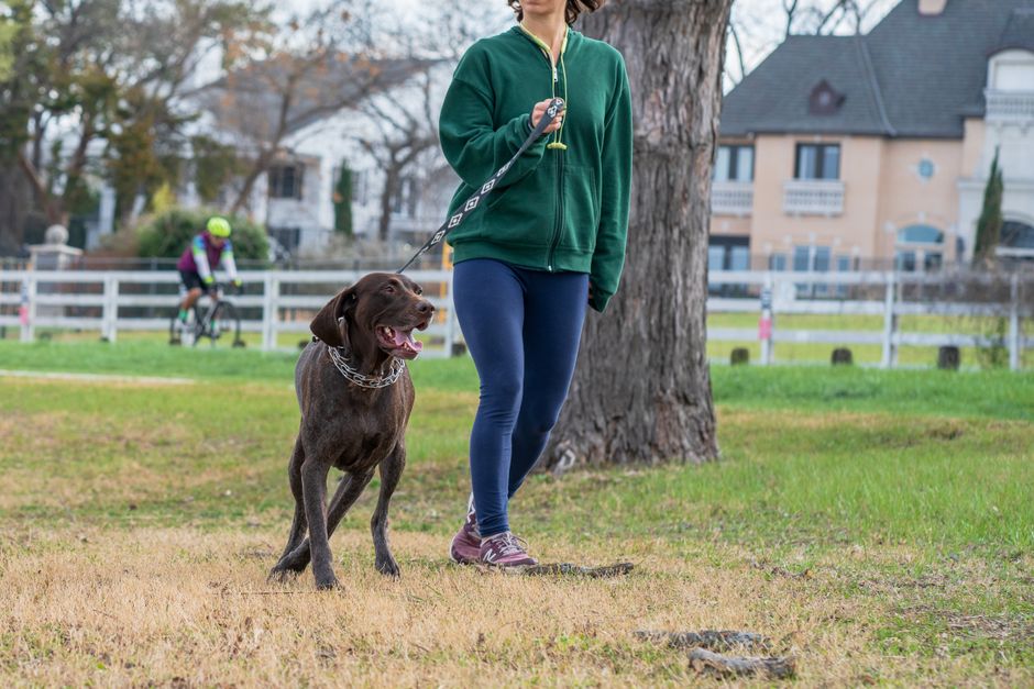 Verpackung von Light-Hundefutter neben gefülltem Napf