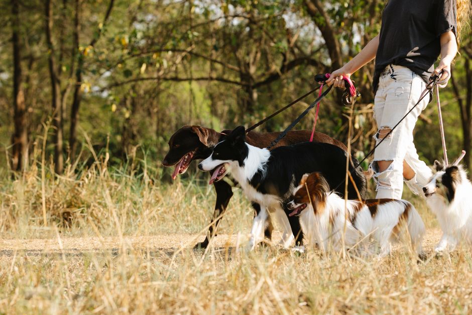 Hundehalter sitzt nachdenklich am Tisch, der Hund schaut erwartungsvoll von der Seite
