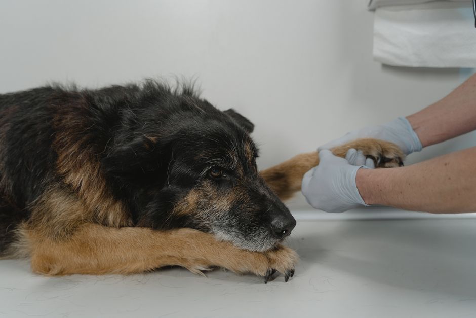 Tierarzt bespricht mit Hundehalter den nächsten Schritt der Allergiediagnostik