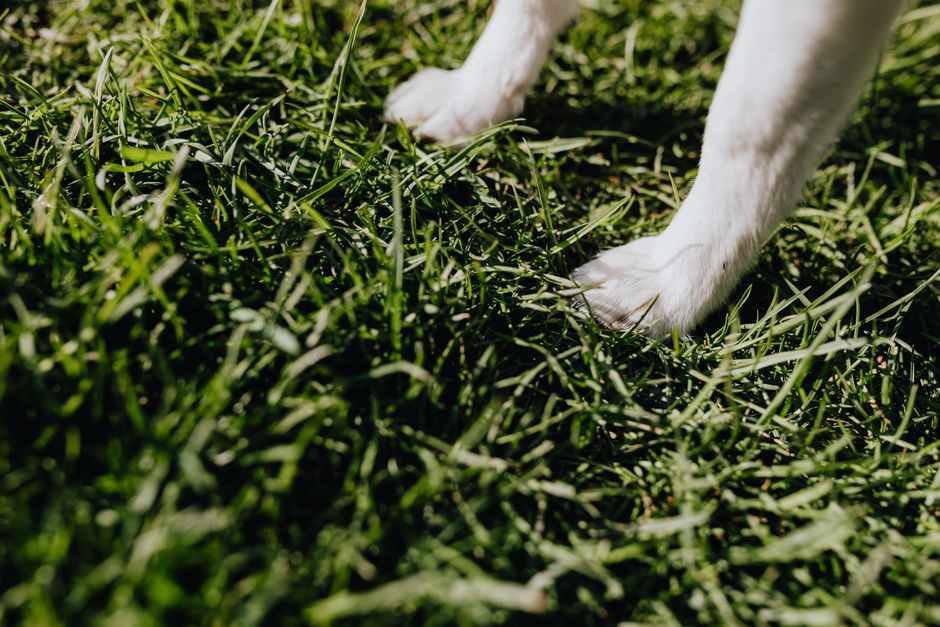 Sensitives Hundefutter mit wenigen Zutaten neben einem Napf
