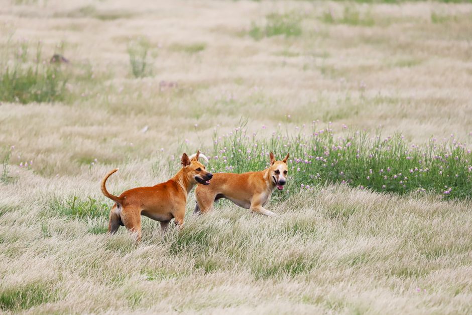Hund wird mit lauwarmem Wasser abgeduscht, um Pollen aus dem Fell zu entfernen
