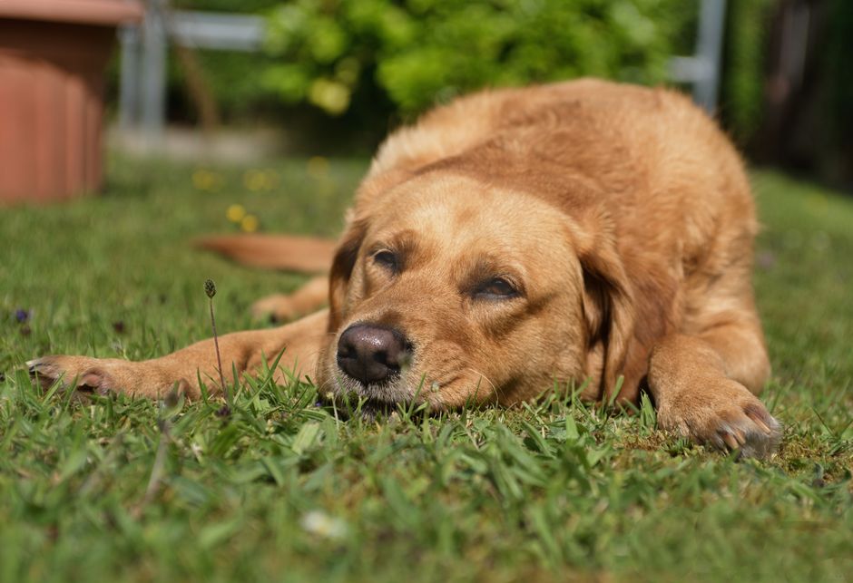 Hund kratzt sich an verschiedenen Körperstellen