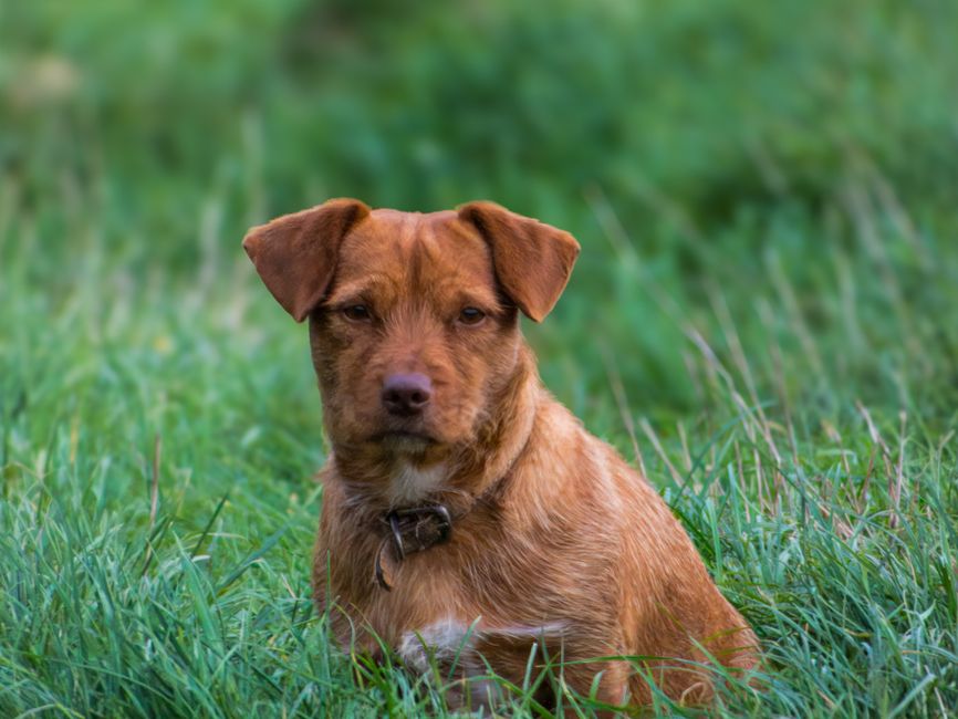Kalender mit dokumentierten Symptomzeiten beim Hund