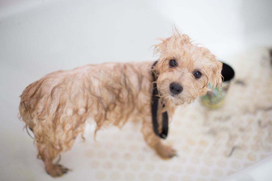 Schrittweise Einführung neuer Futterzutaten bei einem Hund