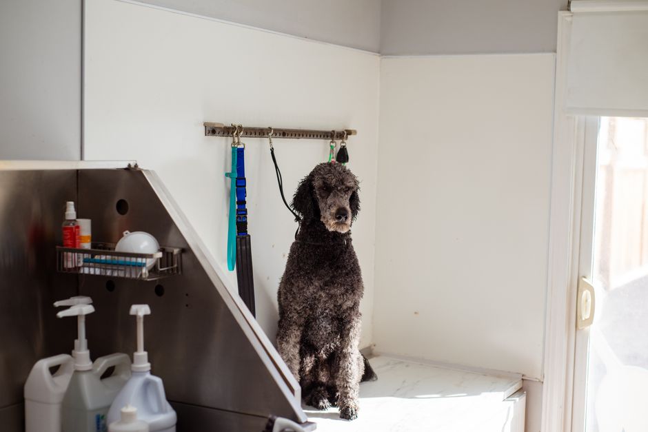 Hund liegt entspannt neben seinem Halter auf dem Sofa