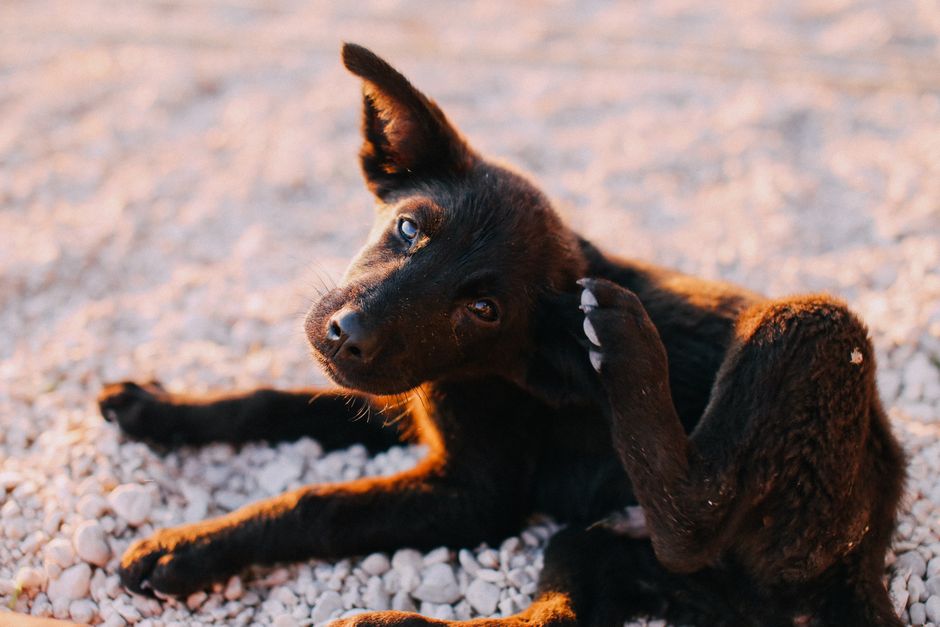 Tierarzt bespricht Futterplan mit Hundehalterin