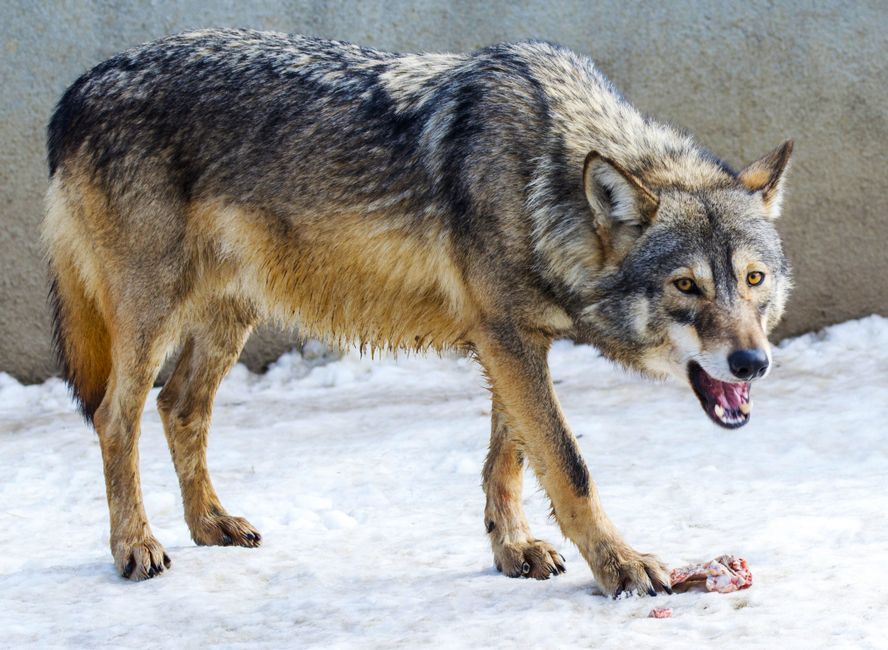 Einkaufszettel und Fleisch — Budgetplanung für die BARF-Ernährung eines Hundes