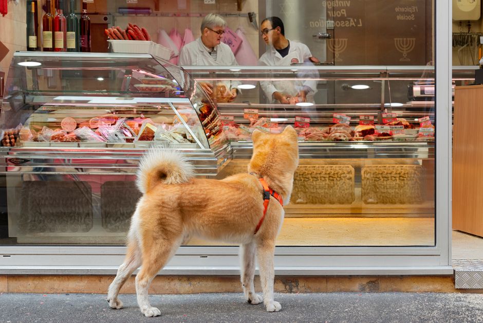 Rohfleisch und Trockenfutter nebeneinander — Mischfütterung beim Hund
