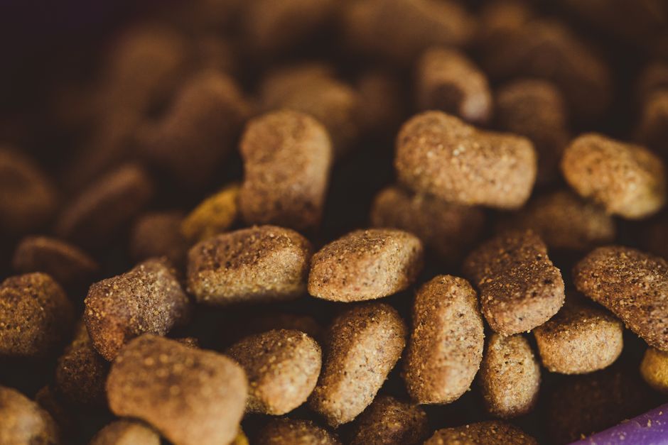 Hund sitzt neben einem Napf mit Hühnchen und Reis