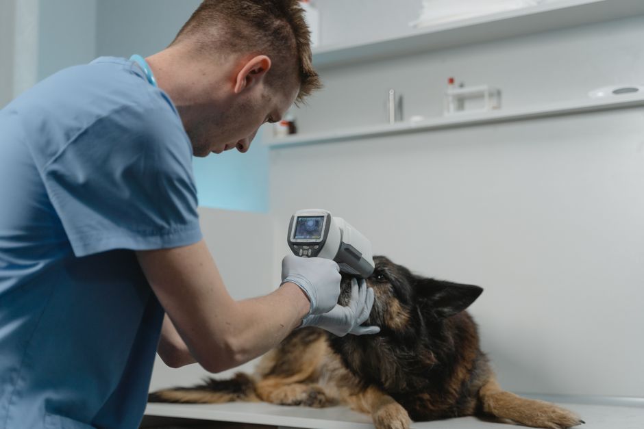 Hund frisst Hühnchen und Reis aus einem weißen Napf