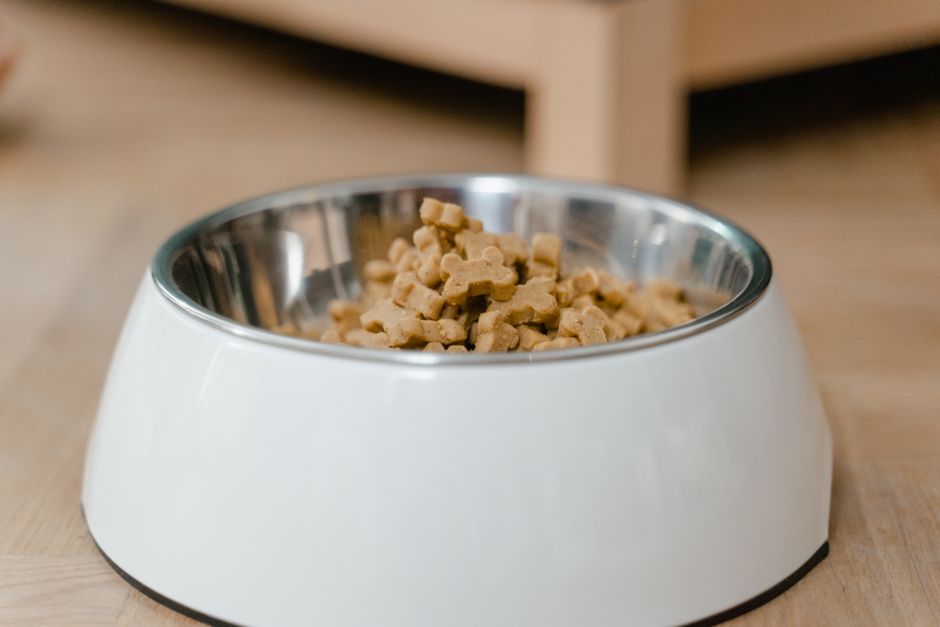 Hund mit empfindlichem Magen sitzt ruhig neben einem Futternapf