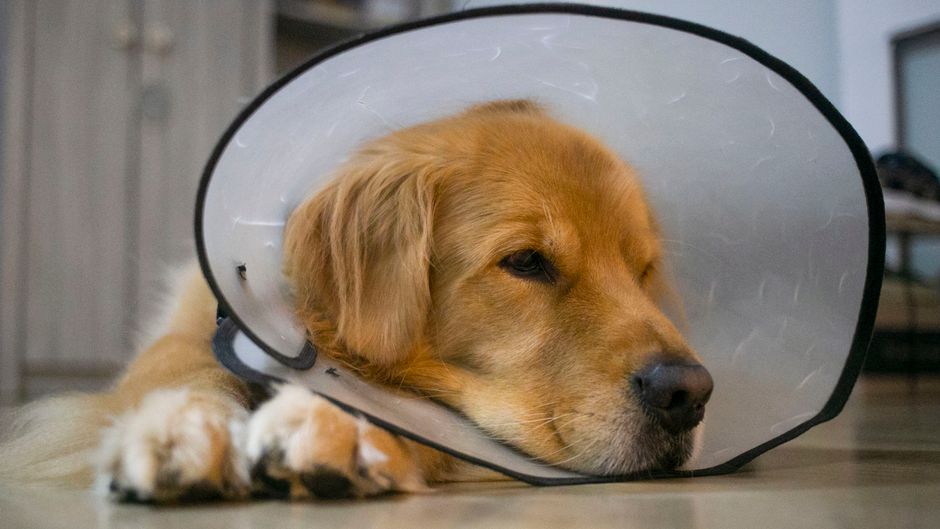 Hund wendet sich vom Futternapf ab, Diätfutter liegt darin unberührt