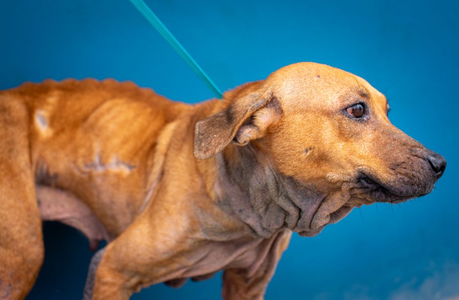Hund trinkt ausgiebig aus einem frischen Wassernapf