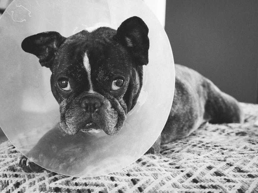 Übergewichtiger Hund beim Tierarzt mit Schilddrüsen-Diagnosebefund