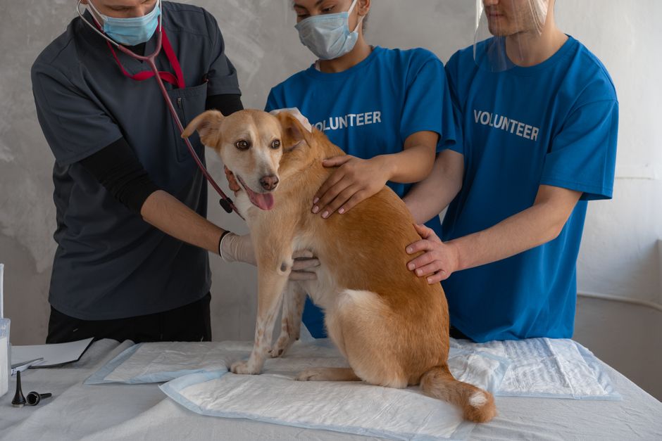 Hund sitzt geduldig vor einem Futternapf mit Diätfutter