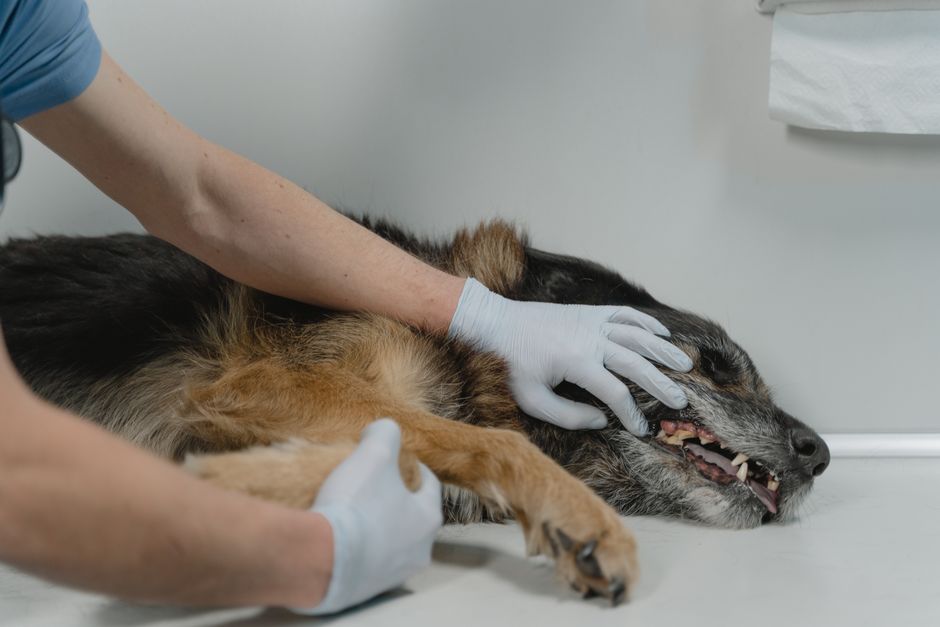 Hund trinkt aus frischem Wassernapf nach Krankheit