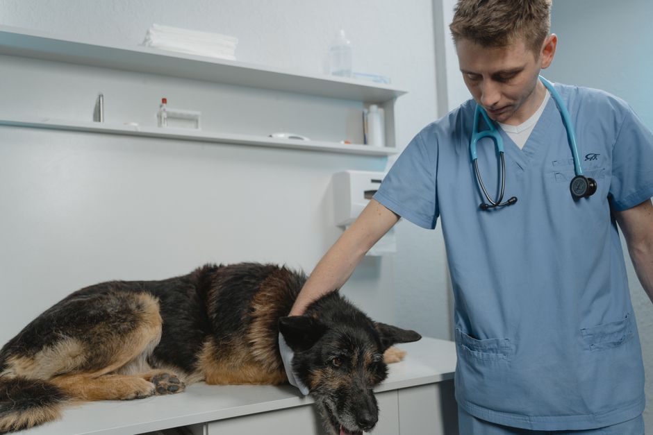Älterer Hund frisst aus einem erhöhten Futternapf