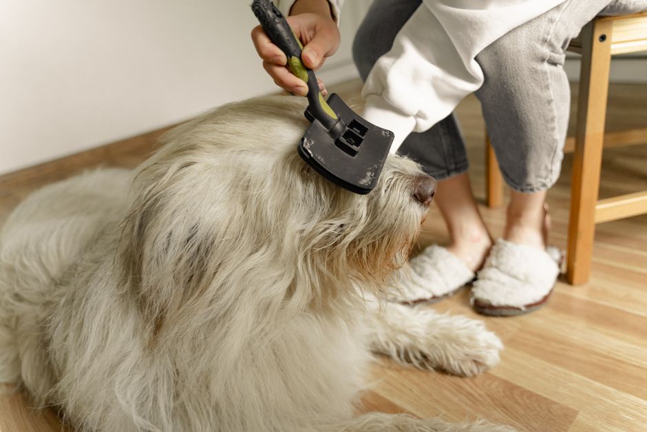 Hundefriseur pflegt einen Pudel professionell
