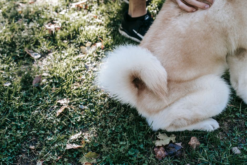 Hund leckt sich intensiv an der Pfote
