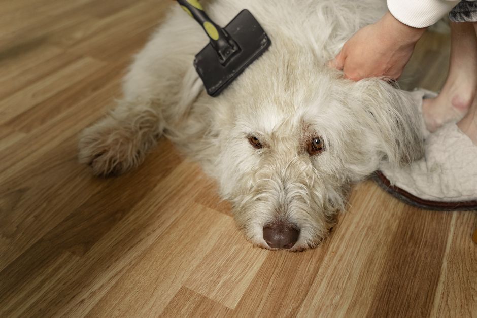 Hund im Fellwechsel wird mit einem Unterwollkamm gebürstet