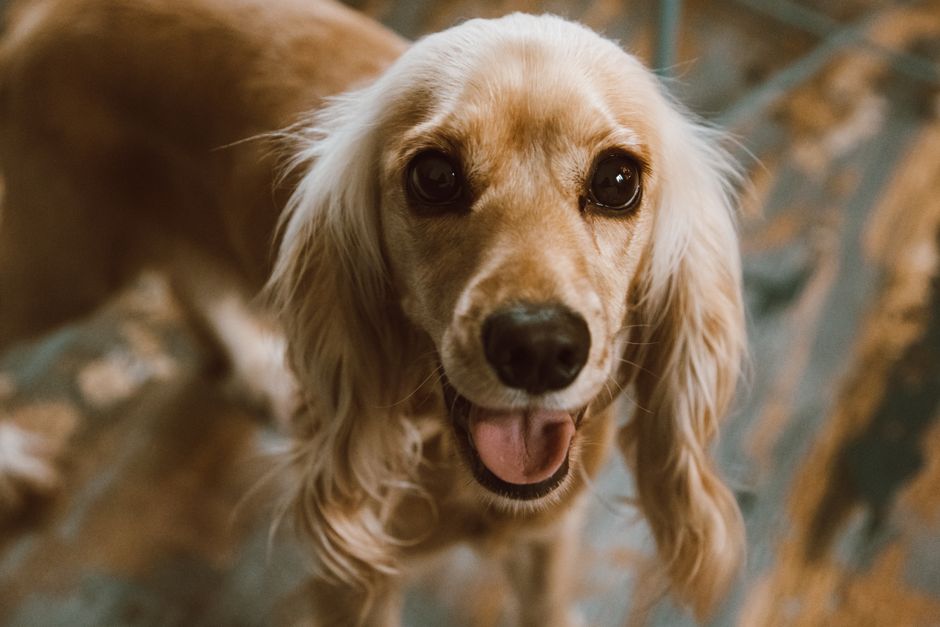 Hund wird während des Fellwechsels mit einem Unterwollkamm gebürstet