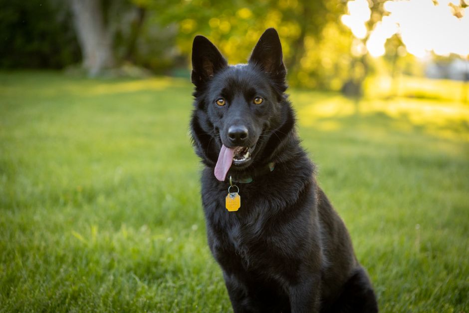 Hund mit verklebtem Fell wird vorsichtig gereinigt