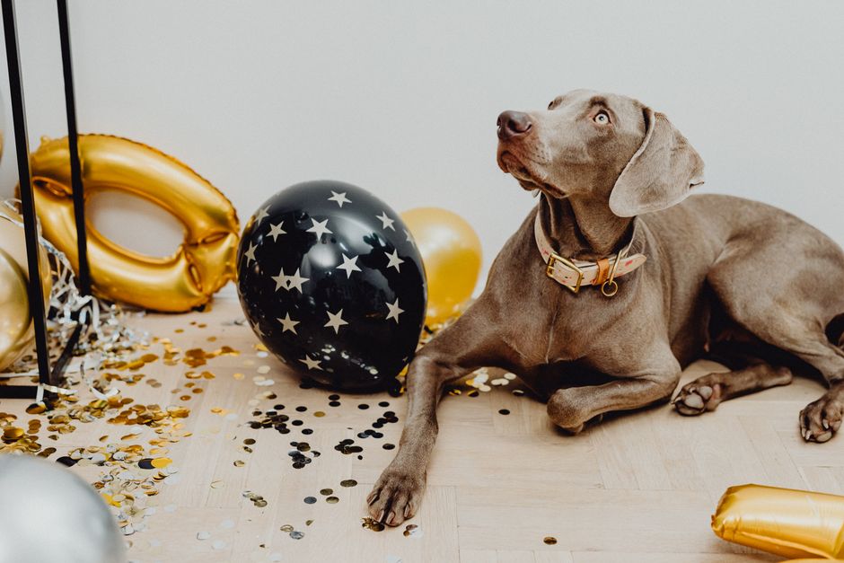 Hund liegt entspannt auf seiner Decke während sein Fell gebürstet wird