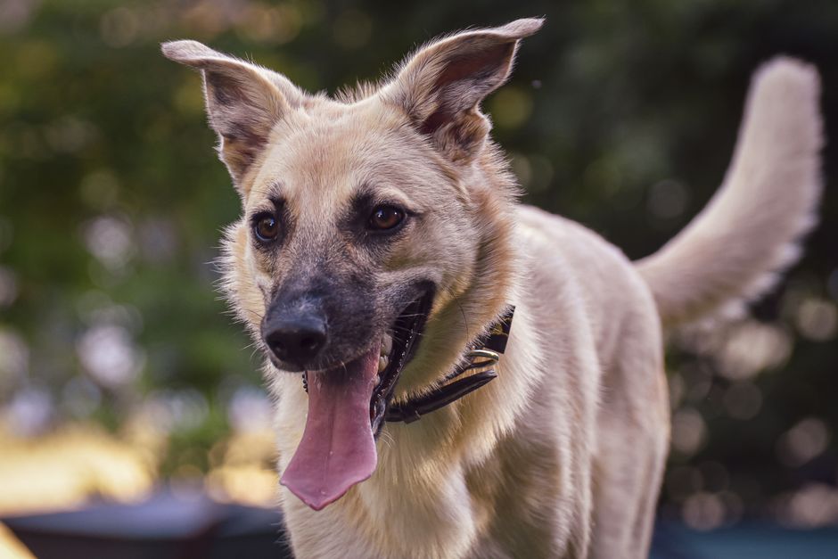 Hunde in verschiedenen Lebensphasen