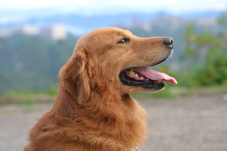 Blutprobe beim Hund entnommen