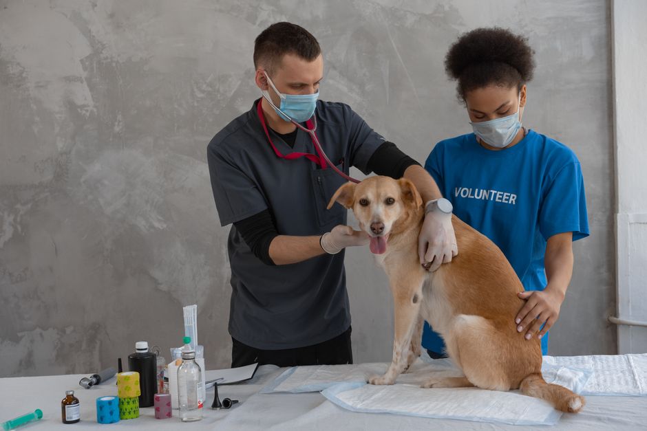 Hund liegt eingekauert auf dem Boden