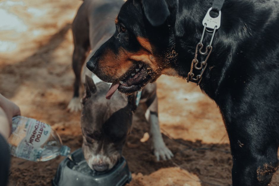 Hund schnuppert an einem Wassernapf mit Brühe