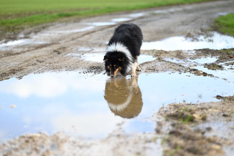 Hund trinkt aus einem großen Napf bei Sonnenschein im Garten