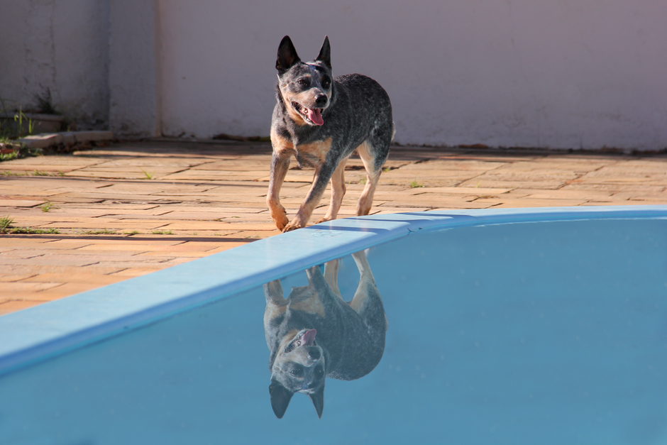 Beheizter Wassernapf im Schnee für einen Hund im Winter