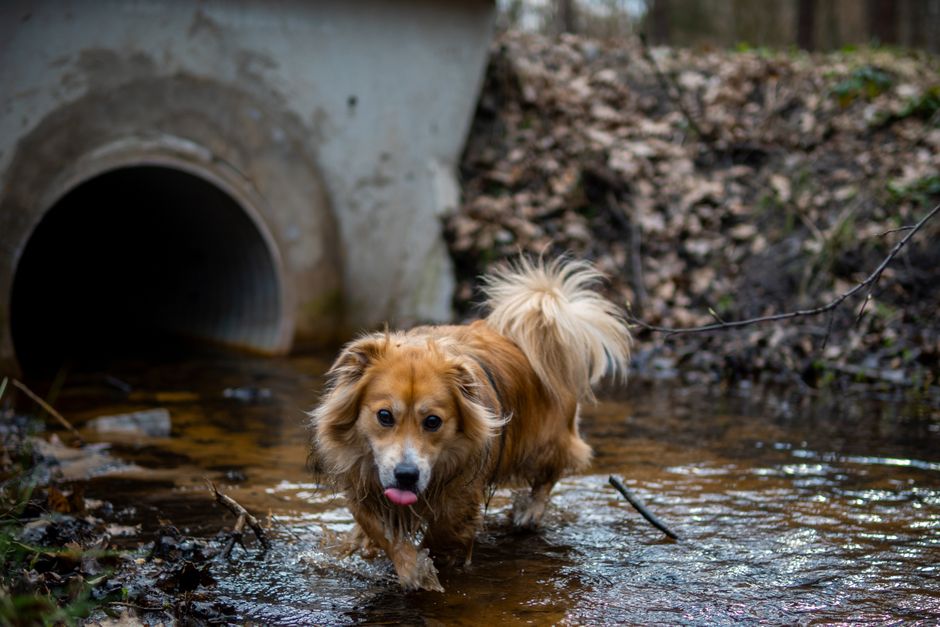 Hund beim Urinieren auf einem Spaziergang