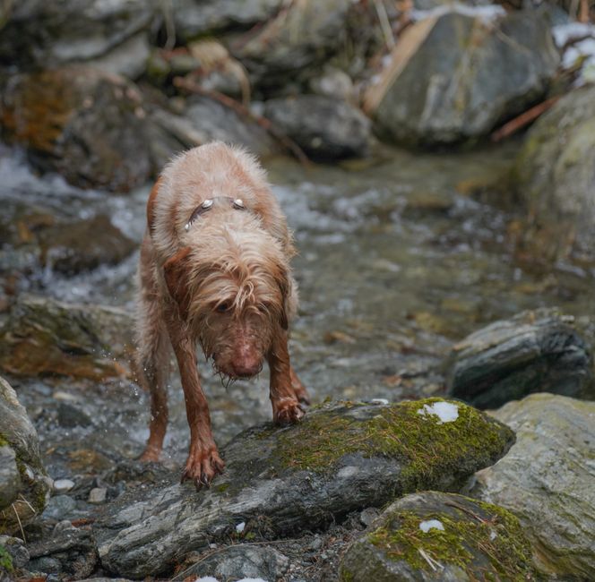 Flasche Wasserzusatz für Hunde neben einem Wassernapf