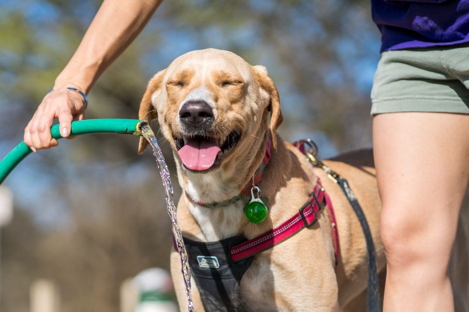 Hund frisst Nassfutter aus einem Napf