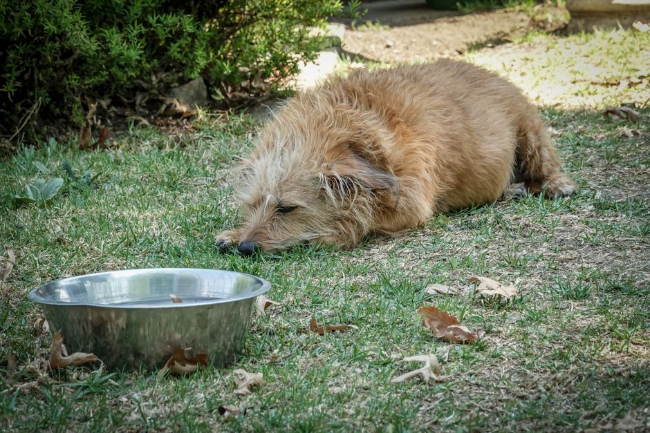Hund trinkt aus einem Tierfontänen-Trinkbrunnen
