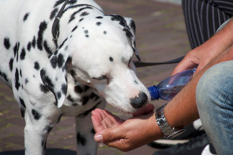Hund trinkt aus einem Napf, Halter beobachtet aufmerksam