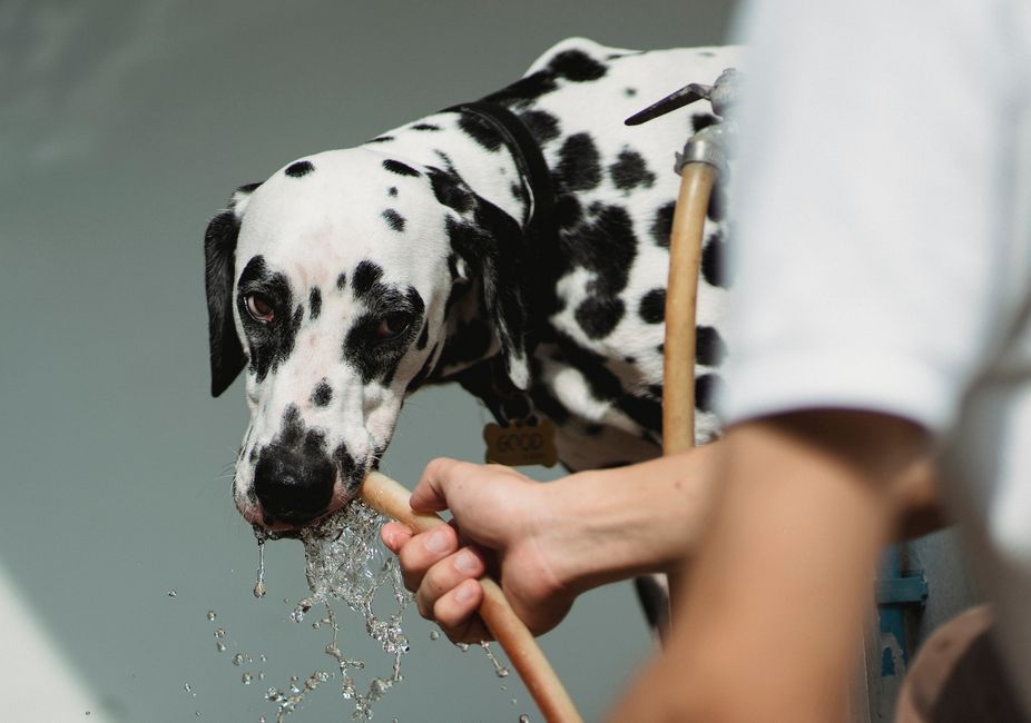 Hund liegt entspannt auf einer blauen Kühlmatte