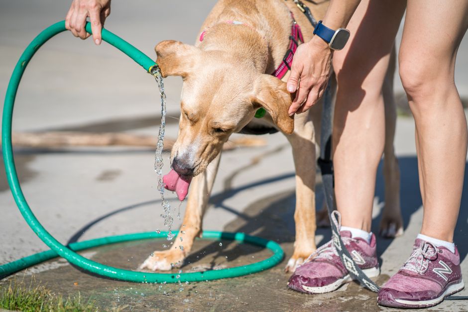 Hund wird nach dem Baden im Meer mit Süßwasser abgespült
