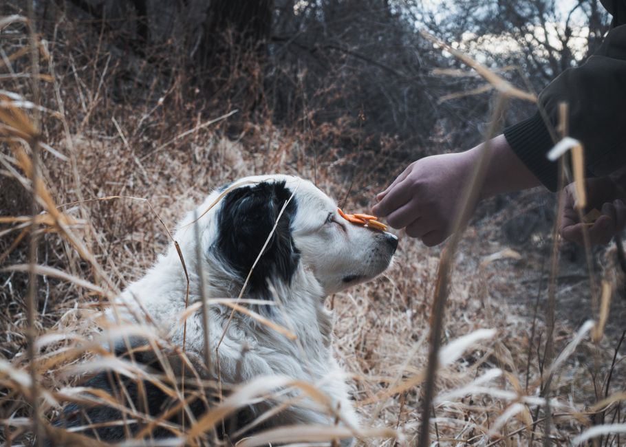 Hundesnacks in verschiedenen Behältern richtig gelagert
