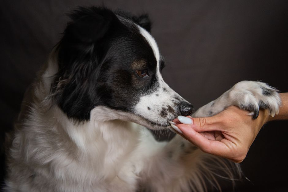 Hund bringt Dummy apportieren als Alternative zu Leckerli-Belohnung