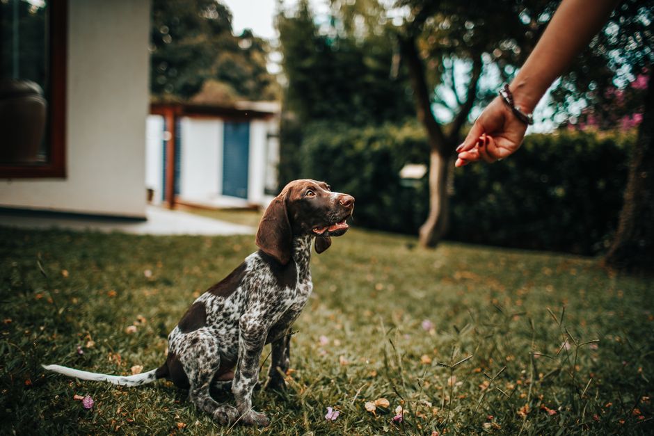 Karotten und Gurkenscheiben als gesunde Hundesnacks
