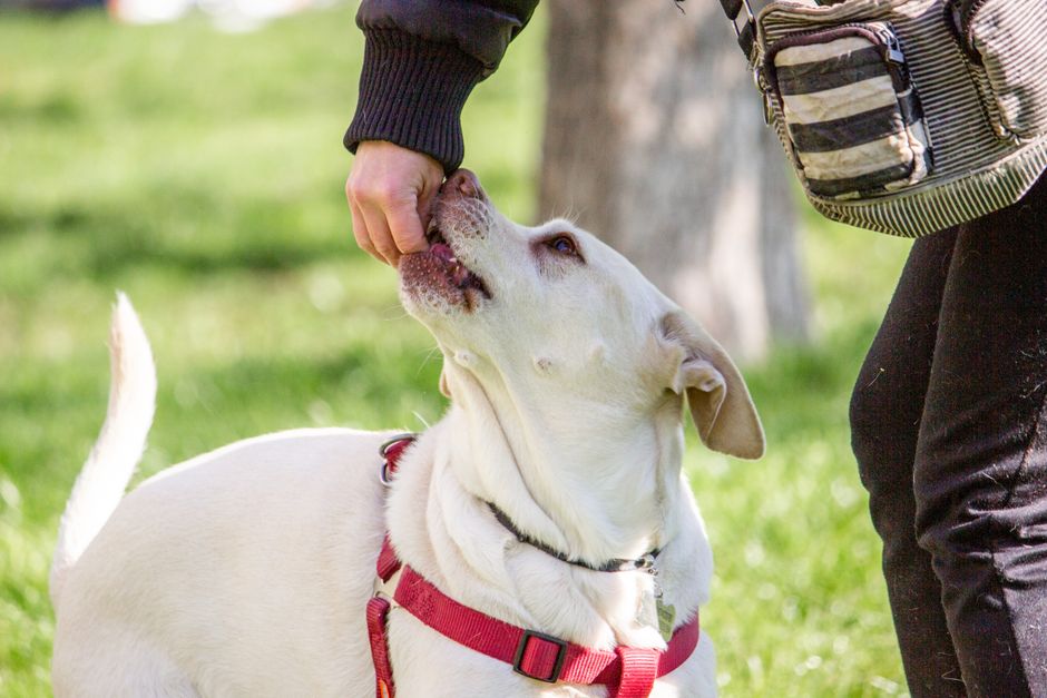 Weiche und harte Hundesnacks nebeneinander im Vergleich